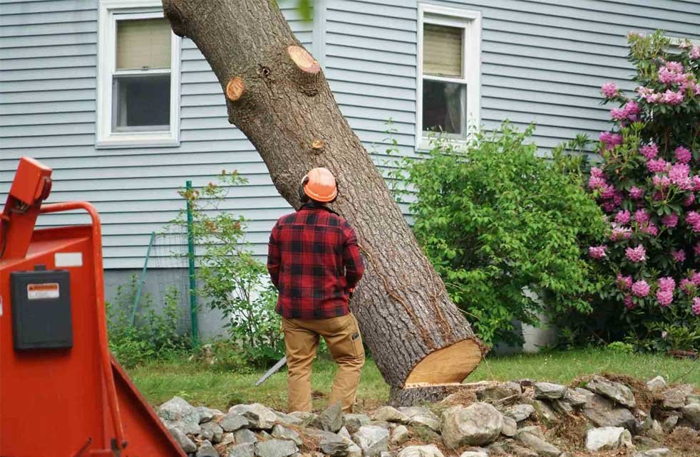 Columbus OH Tree Service Companies: Top Local Choices for Trimming, Removal, and Storm Cleanup Columbus OH Tree Service Companies: Top Local Choices for Trimming, Removal, and Storm Cleanup